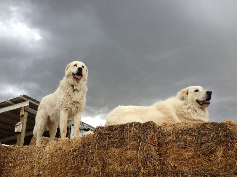 Livestock Guardian Dogs And Barking